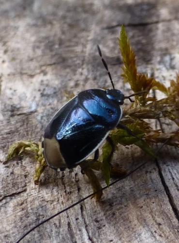 Réf. 252 890 : Canthophorus (dubius-impressus)